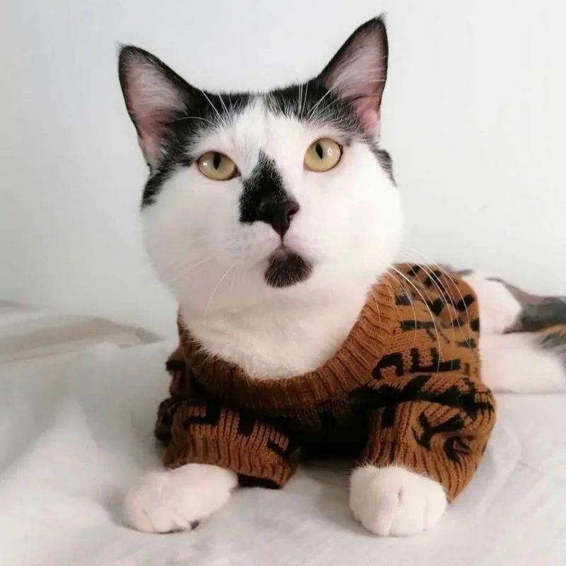 Signature Furdi Turtleneck Sweater for Dogs and Cats | Petiboo